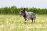 BOUVIER AUSTRALIEN 147